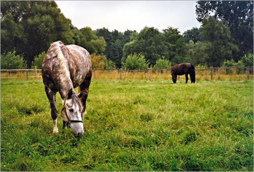 zur�ck zur Auswahl