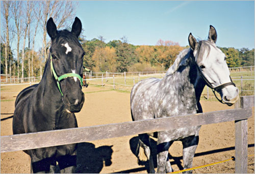 zur�ck zur Auswahl