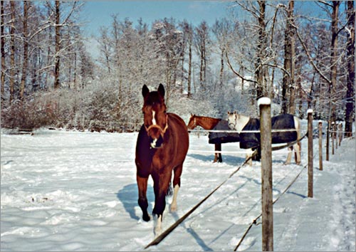 zur�ck zur Auswahl